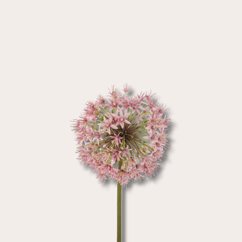 Zijden bloem - Allium - Oud roze