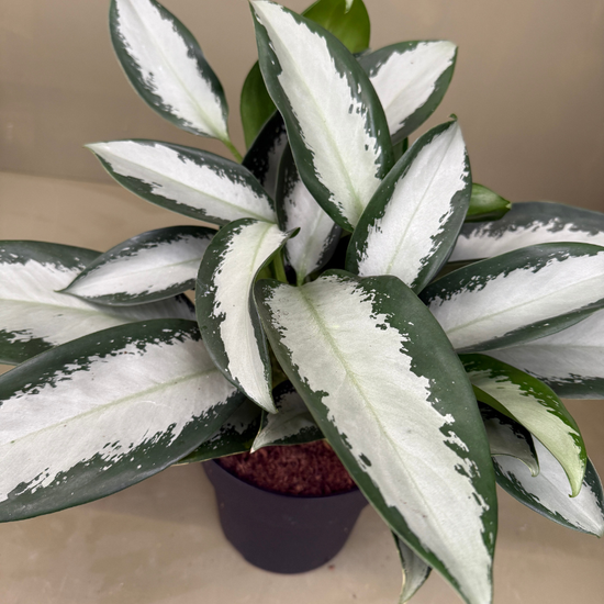 Aglaonema silver blue