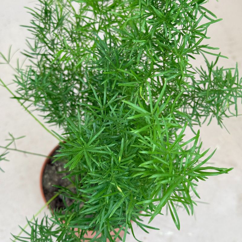 Asparagus "sprengeri"