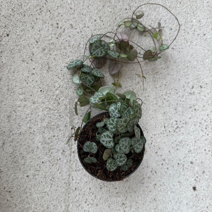 Ceropegia 'Woodii' M