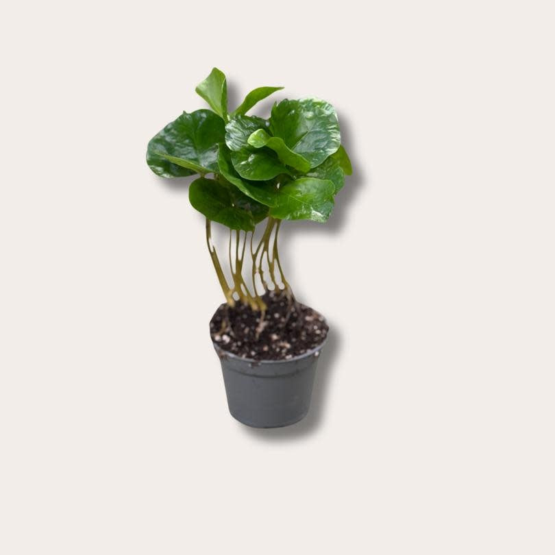 Coffee (koffieplant) - Arabica - mini