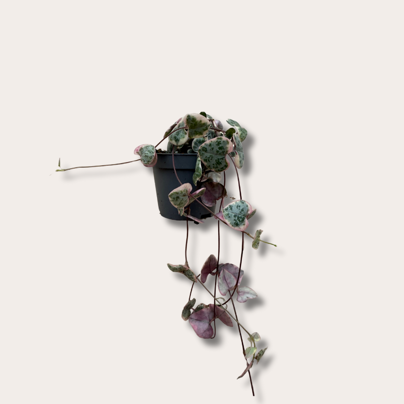 Ceropegia woodii - mini - Variegata