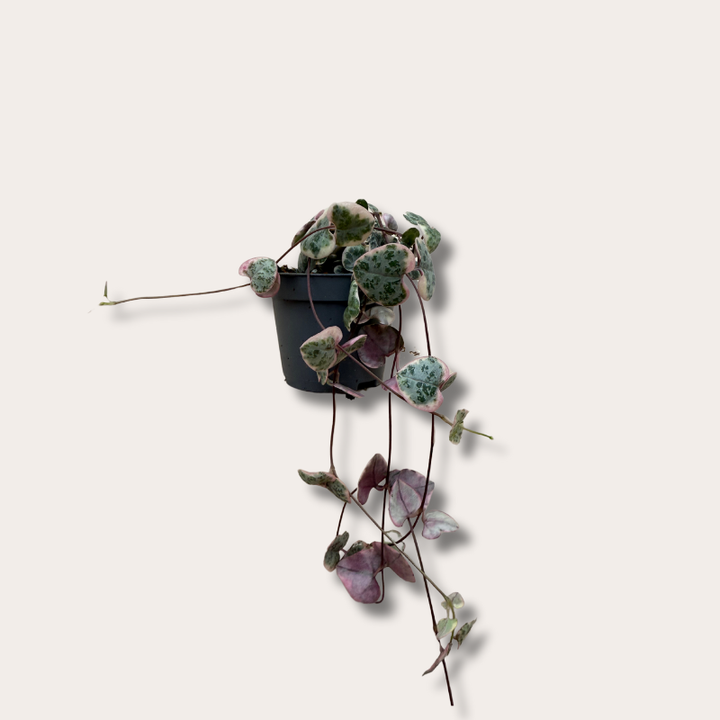 Ceropegia woodii - mini - Variegata