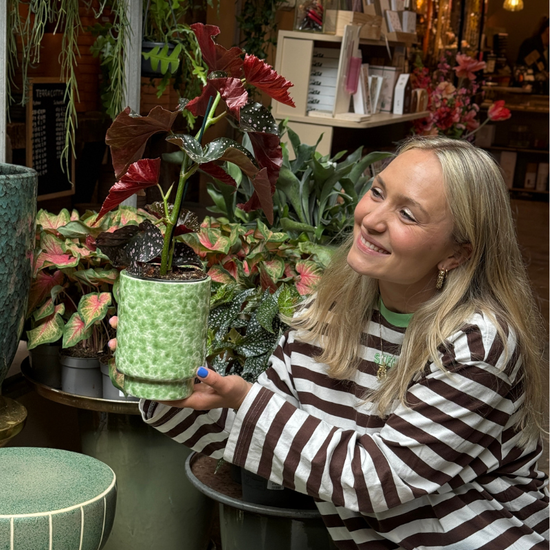 Pot - Bibi - Gevlekt - groen