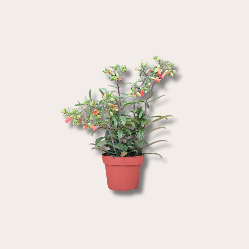 Kalanchoë - Lucky Bells