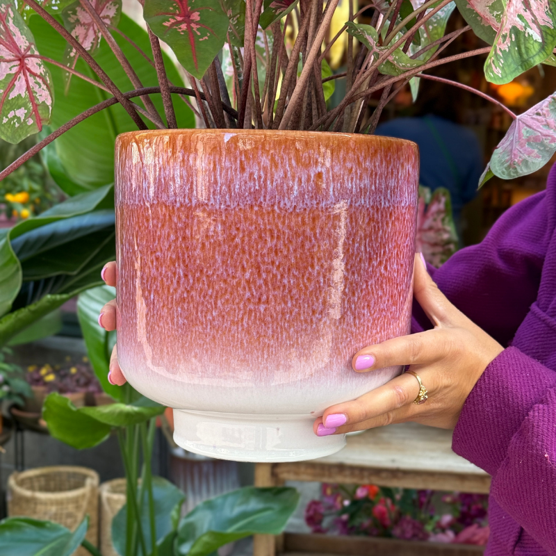 Jubileum aanbieding - Caladium Carolyn Whorton