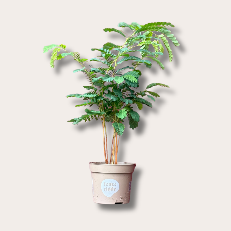 Tamarindus - indica