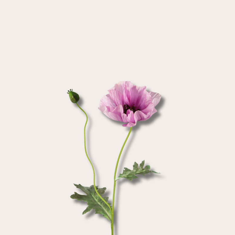 Zijden bloem - Poppy Spray - Lila
