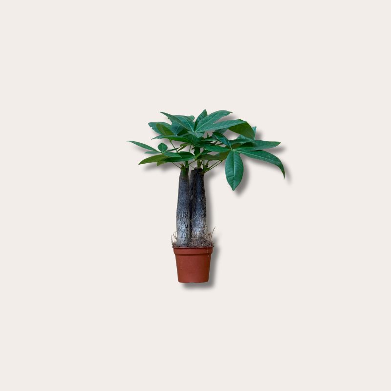 Pachira - aquatica - mini