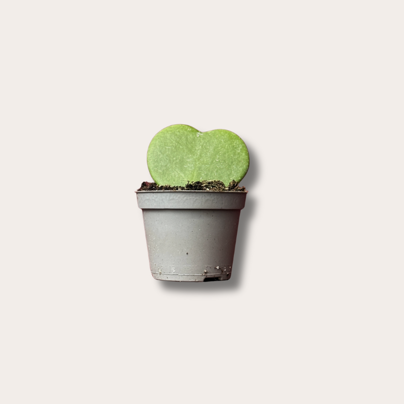 Hoya - kerrii