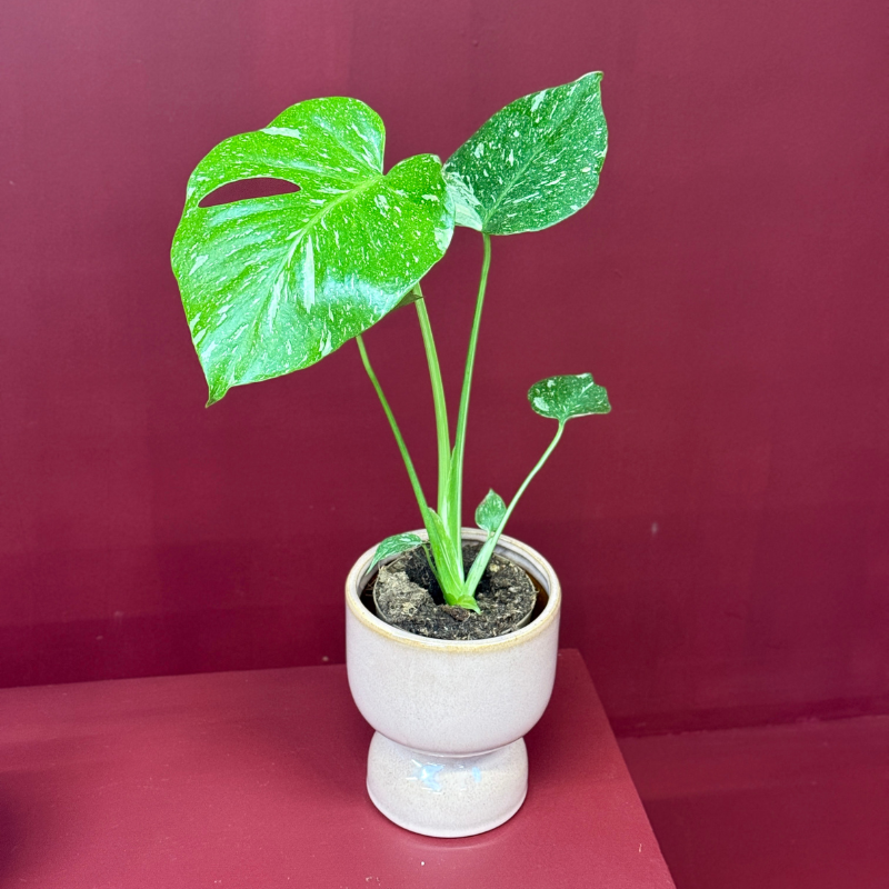 Monstera - deliciosa 'Thai Constellation'