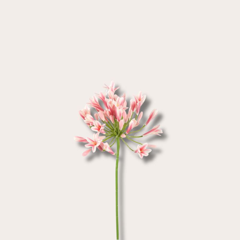 Zijden bloem - Agapanthus - Licht roze