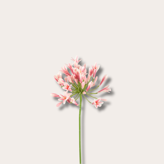Zijden bloem - Agapanthus - Licht roze