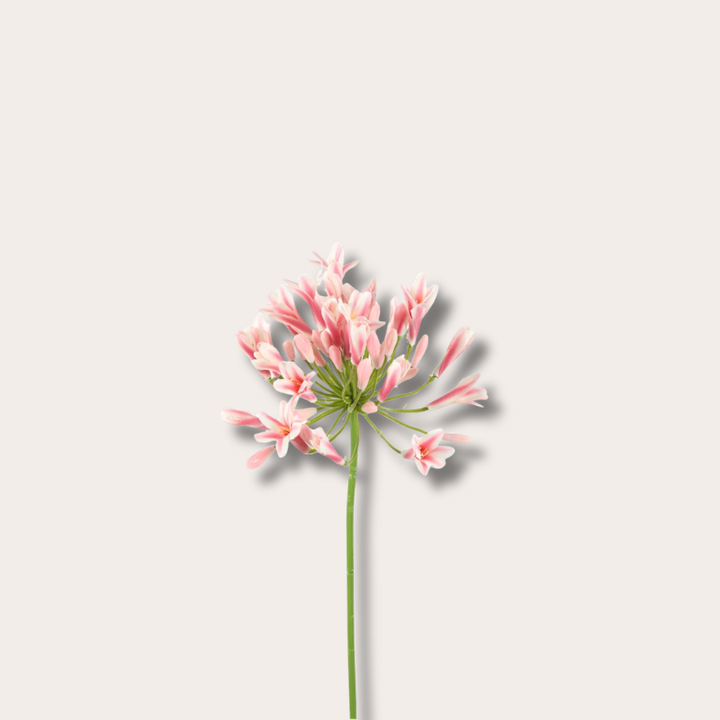 Zijden bloem - Agapanthus - Licht roze