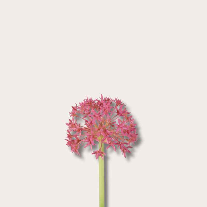 Zijden bloem - Allium Stem - Magenta