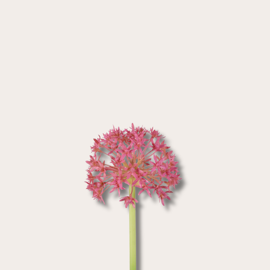 Zijden bloem - Allium Stem - Magenta