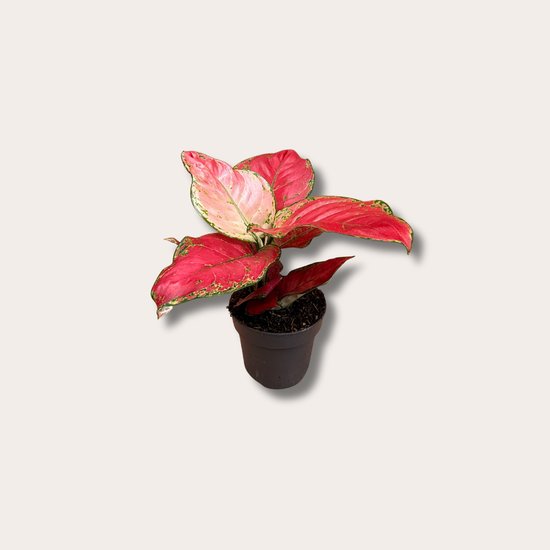 Aglaonema - Red joy