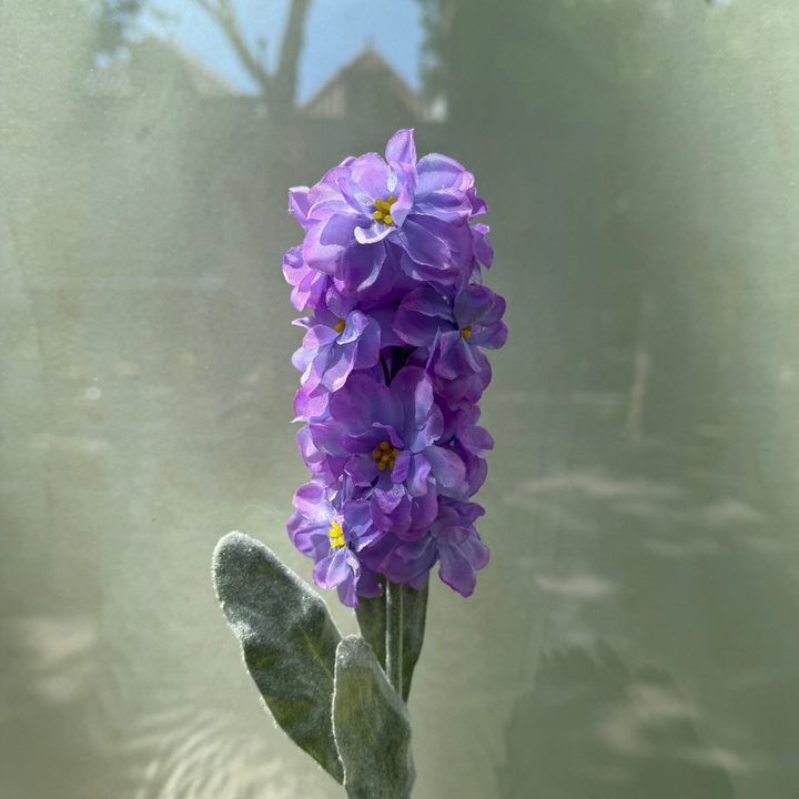 Zijden bloem - Matthiola - paars