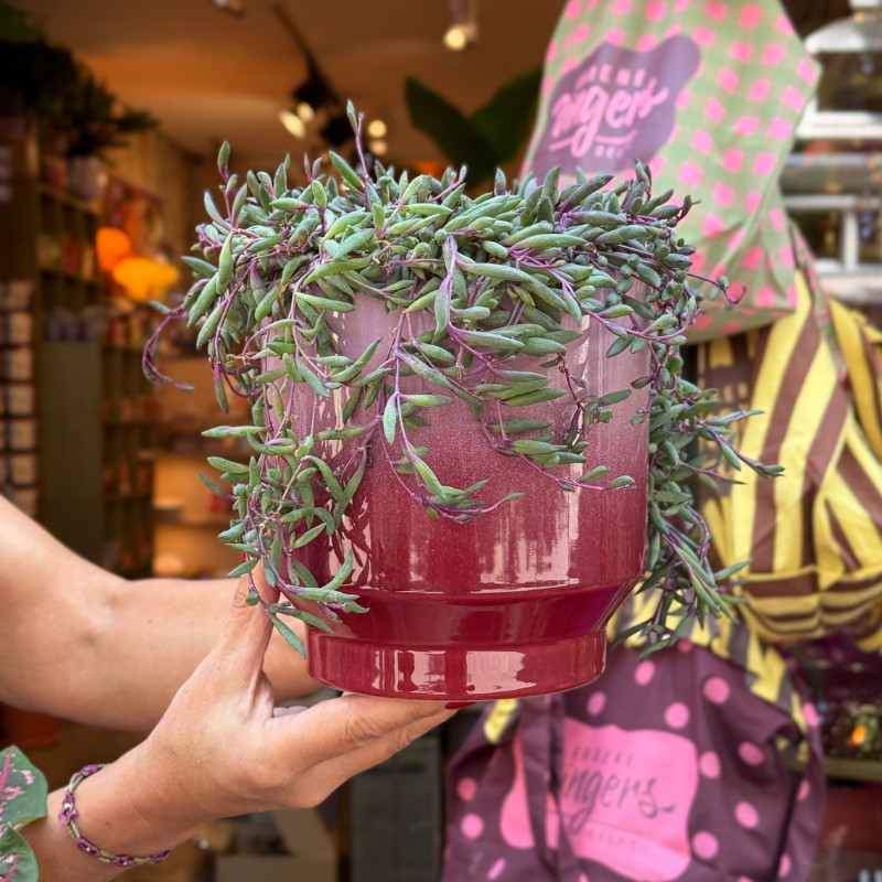 Jubileum aanbieding - Senecio purple flush