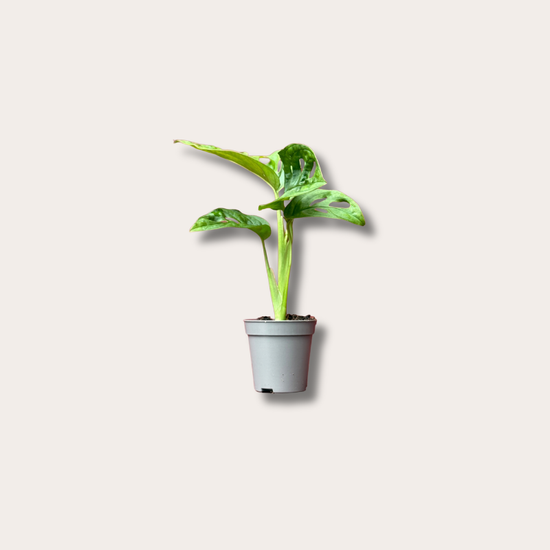 Monstera - obliqua