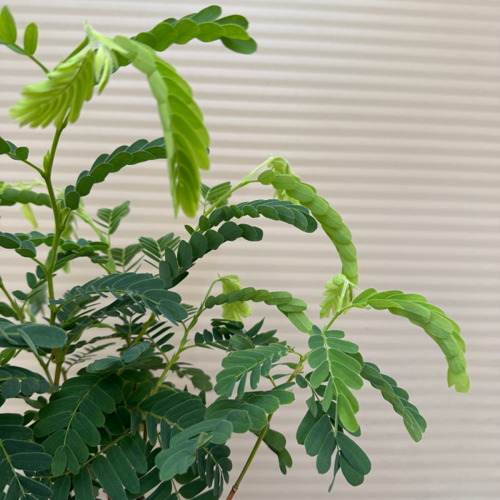 Tamarindus - Indica