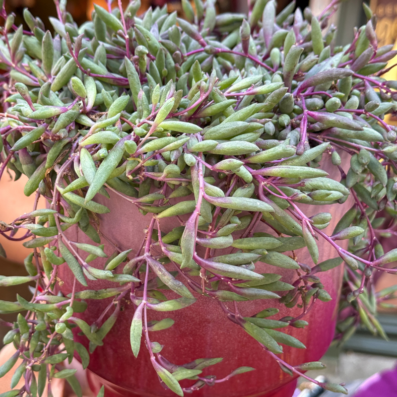 Jubileum aanbieding - Senecio purple flush