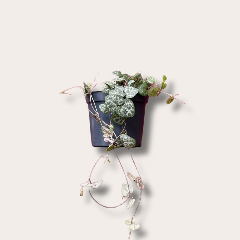 Ceropegia - woodii