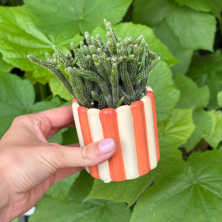 Pot - Bliss - oranje/wit
