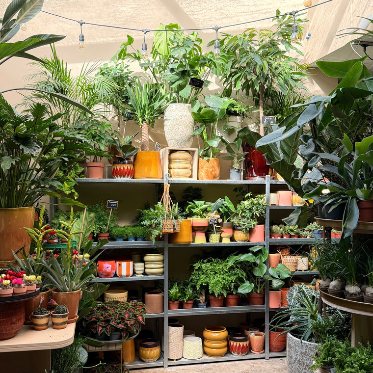 Planten