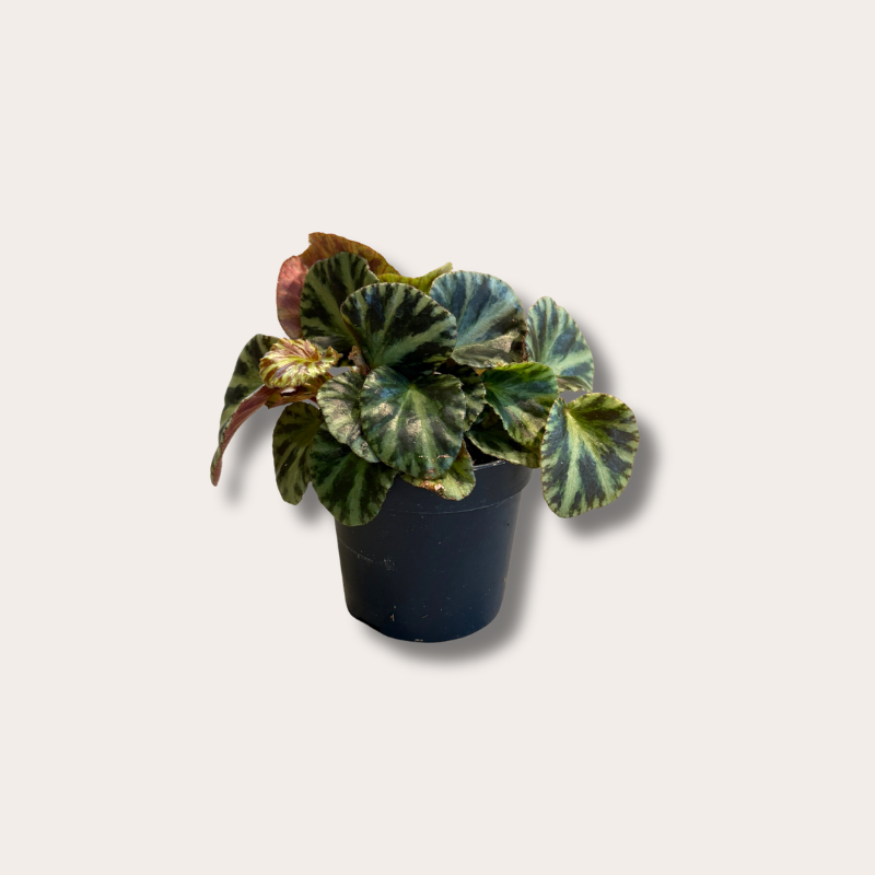 Begonia - Gironellae Safari Tiger