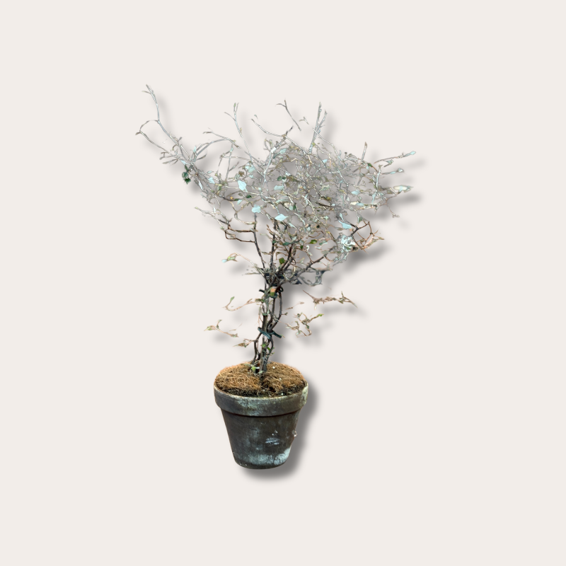 Corokia - cotoneaster