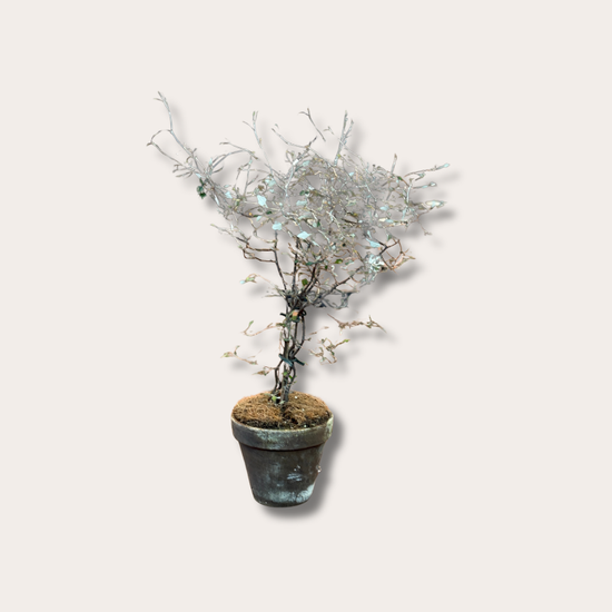 Corokia - cotoneaster