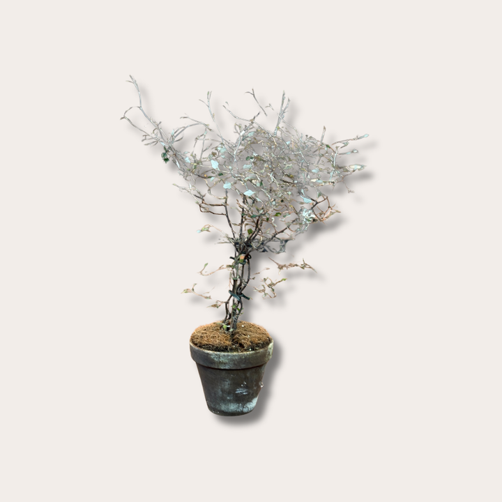 Corokia - cotoneaster