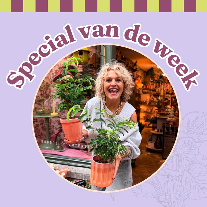 Groene Vingers Special van de week