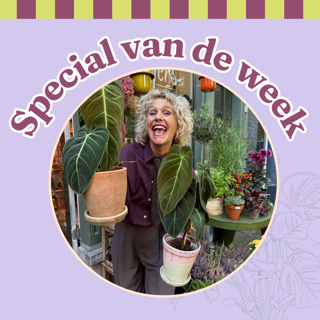 Groene Vingers Special van de week