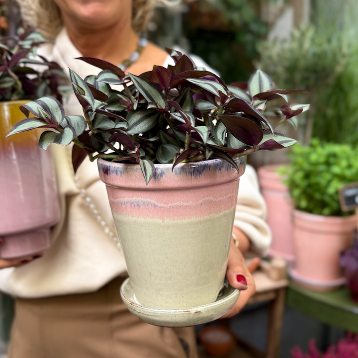 Groene Vingers Special van de week