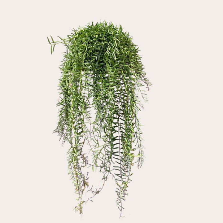 Aeschynanthus - Green Star