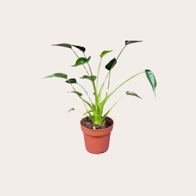 Alocasia - Tiny Dancers