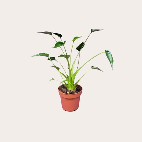 Alocasia - Tiny Dancers