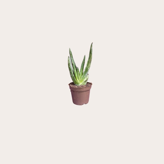 Aloë - Vera mini
