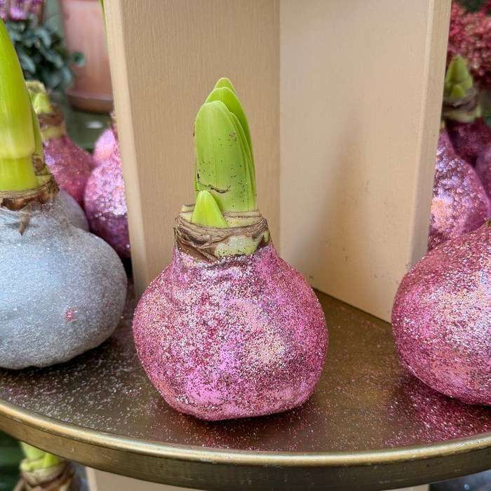 Amaryllis - Pastel roze glitter sfeerfoto