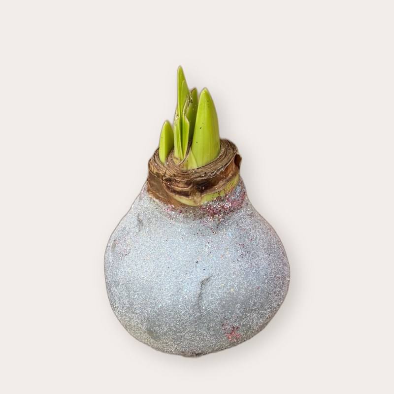 Amaryllis - Zilver glitter
