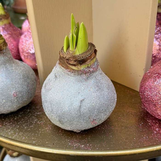 Amaryllis - Zilver glitter sfeerfoto