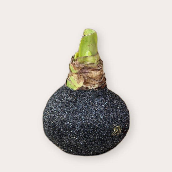 Amaryllis - Zwart glitter