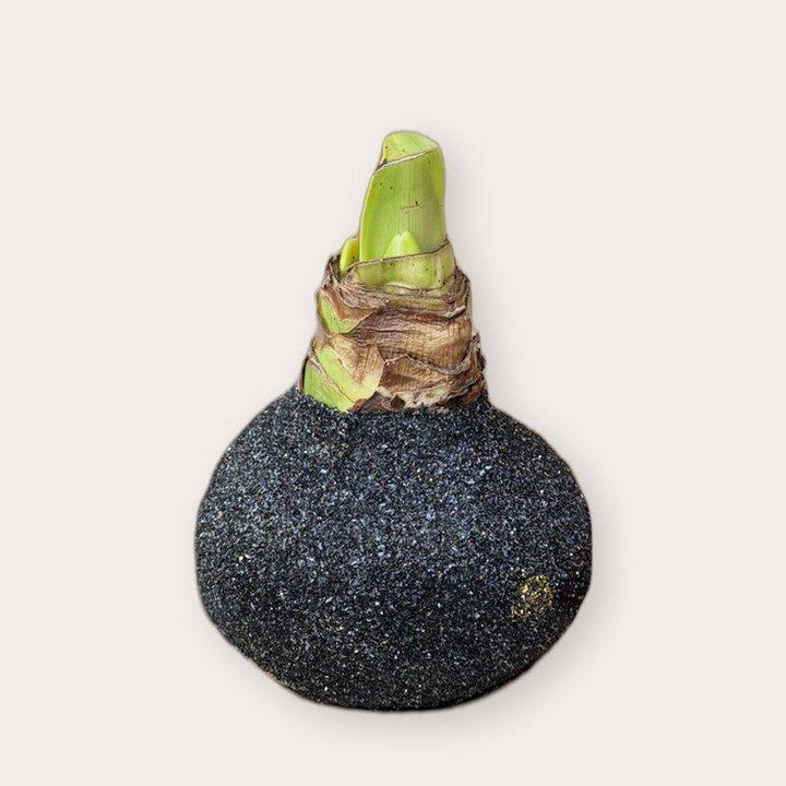 Amaryllis - Zwart glitter