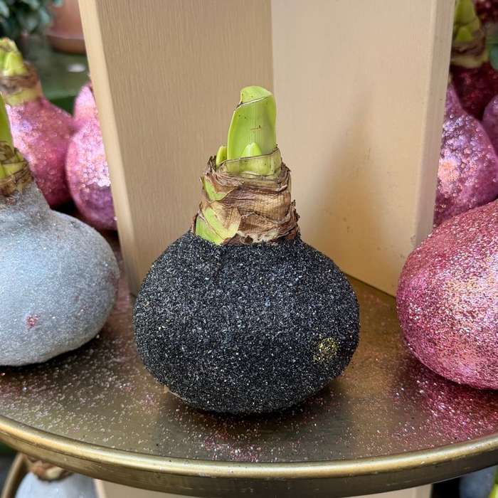 Amaryllis - Zwart glitter sfeerfoto