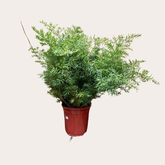 Asparagus - Densiflorus