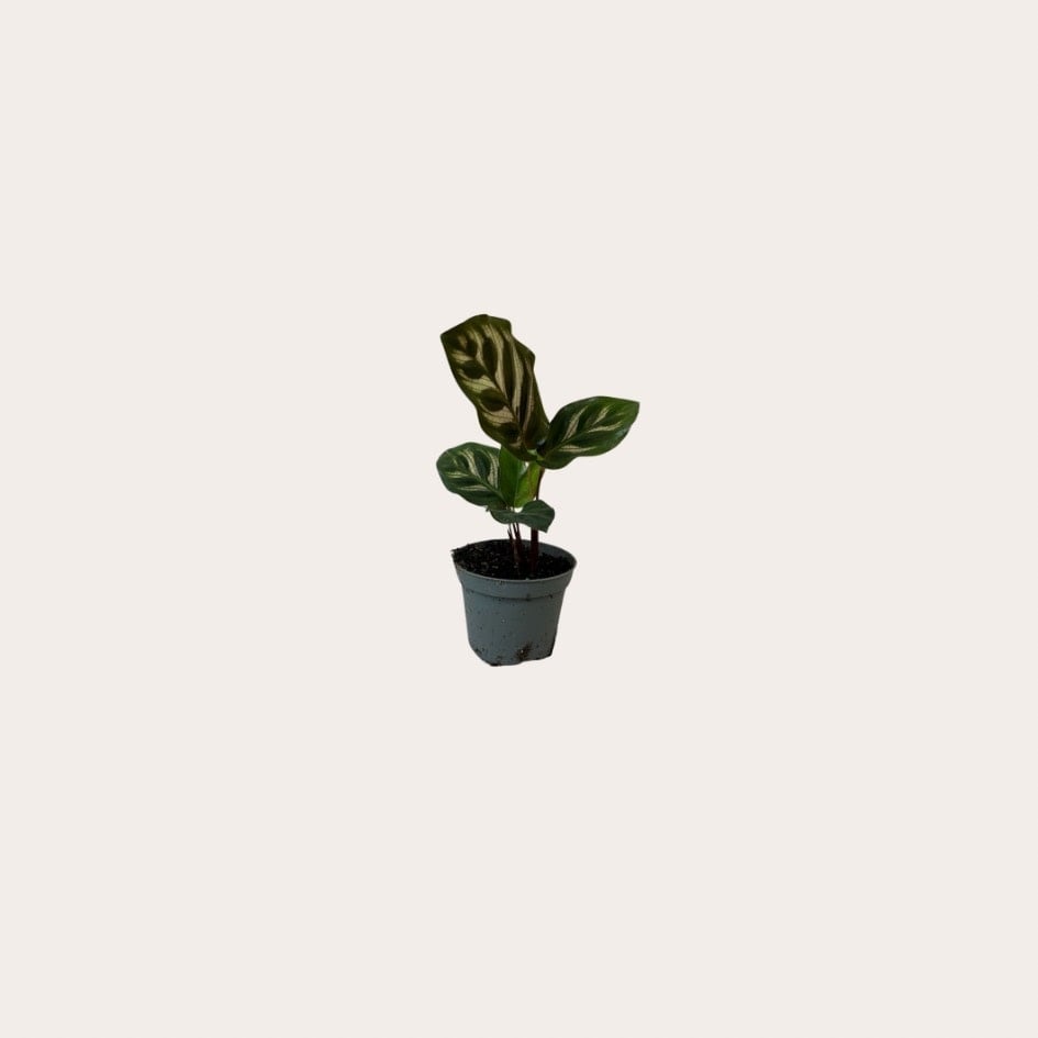 Calathea - Makoyana - mini