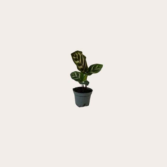 Calathea - Makoyana - mini