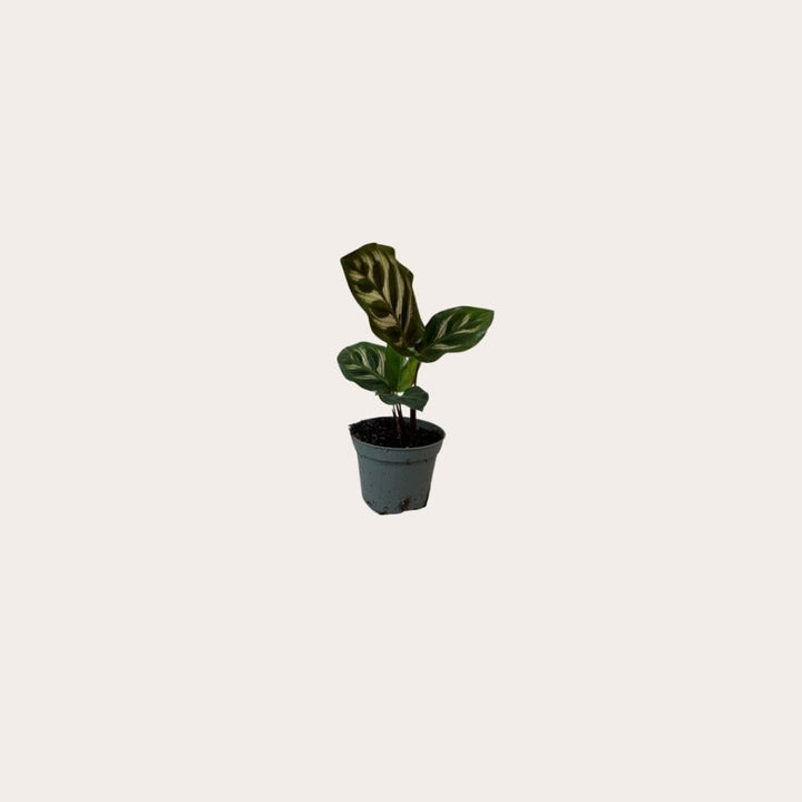 Calathea - Makoyana - mini